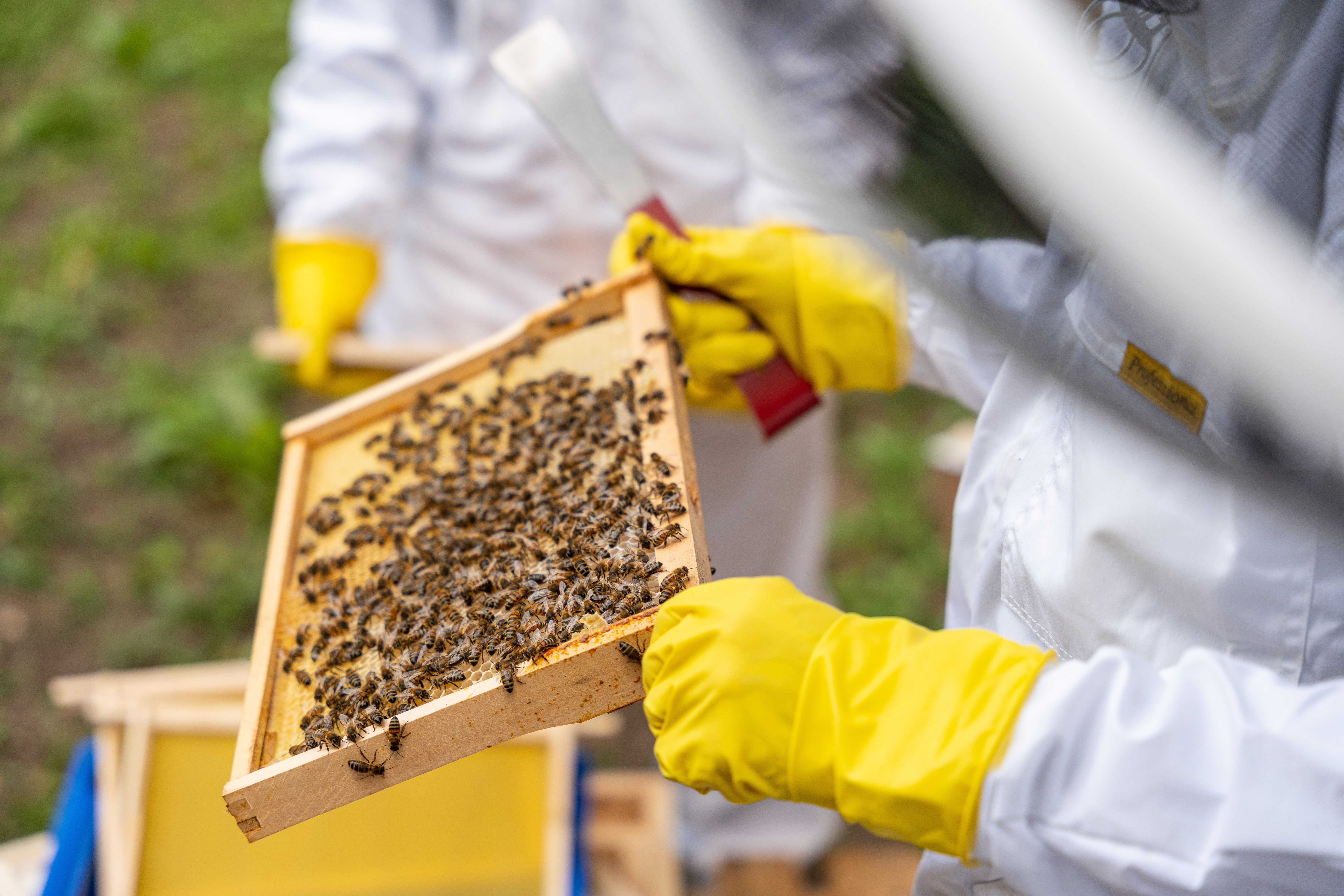 Students painting hive panels royal blue